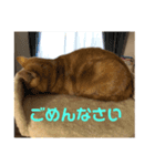 茶トラみる（個別スタンプ：6）