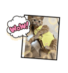 茶トラみる（個別スタンプ：8）