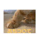 茶トラみる（個別スタンプ：9）
