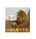 茶トラみる（個別スタンプ：10）