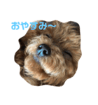 わん2020（個別スタンプ：1）