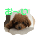 わん2020（個別スタンプ：4）