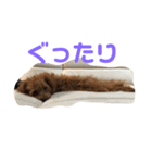 わん2020（個別スタンプ：6）