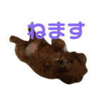 わん2020（個別スタンプ：7）
