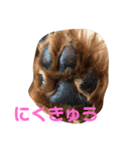 わん2020（個別スタンプ：8）