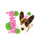 ぷりぷりうーたん(ときどき嵐と柊)（個別スタンプ：5）