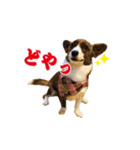 ぷりぷりうーたん(ときどき嵐と柊)（個別スタンプ：10）