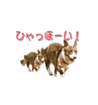 ぷりぷりうーたん(ときどき嵐と柊)（個別スタンプ：22）