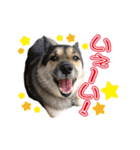 ぷりぷりうーたん(ときどき嵐と柊)（個別スタンプ：31）