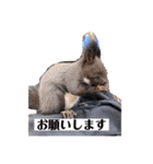 僕の好きな合言葉（個別スタンプ：1）
