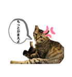 はんざわけのニャンズ（個別スタンプ：1）