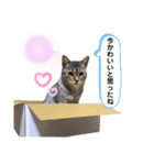 はんざわけのニャンズ（個別スタンプ：4）