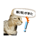 はんざわけのニャンズ（個別スタンプ：6）
