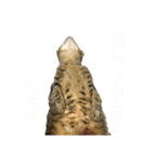 はんざわけのニャンズ（個別スタンプ：8）