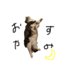 neco猫①（個別スタンプ：2）