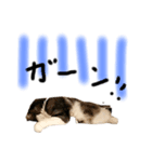 neco猫①（個別スタンプ：3）