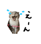 neco猫①（個別スタンプ：5）