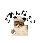 neco猫①（個別スタンプ：8）
