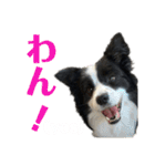 ぽっちゃりボーダーコリーあずき（個別スタンプ：4）