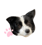 ぽっちゃりボーダーコリーあずき（個別スタンプ：5）