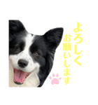 ぽっちゃりボーダーコリーあずき（個別スタンプ：6）
