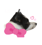 ぽっちゃりボーダーコリーあずき（個別スタンプ：8）