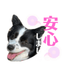 ぽっちゃりボーダーコリーあずき（個別スタンプ：9）