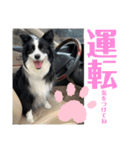 ぽっちゃりボーダーコリーあずき（個別スタンプ：10）
