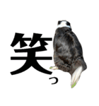 ぽっちゃりボーダーコリーあずき（個別スタンプ：11）