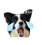 ぽっちゃりボーダーコリーあずき（個別スタンプ：14）