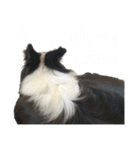 ぽっちゃりボーダーコリーあずき（個別スタンプ：17）