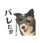 ぽっちゃりボーダーコリーあずき（個別スタンプ：18）
