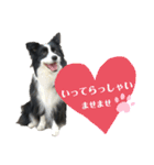ぽっちゃりボーダーコリーあずき（個別スタンプ：20）