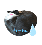 ぽっちゃりボーダーコリーあずき（個別スタンプ：21）