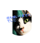 にゃんこ集（個別スタンプ：3）