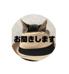 にゃんこ集（個別スタンプ：6）