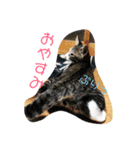 にゃんこ集（個別スタンプ：11）