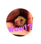 にゃんこ集（個別スタンプ：16）