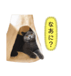 あまねーーーーーさん（個別スタンプ：15）