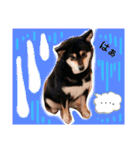 かきみほの柴犬スタンプ（個別スタンプ：1）