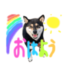 かきみほの柴犬スタンプ（個別スタンプ：2）