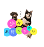 かきみほの柴犬スタンプ（個別スタンプ：4）