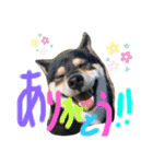 かきみほの柴犬スタンプ（個別スタンプ：5）