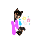 かきみほの柴犬スタンプ（個別スタンプ：6）