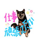 かきみほの柴犬スタンプ（個別スタンプ：7）