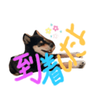 かきみほの柴犬スタンプ（個別スタンプ：8）