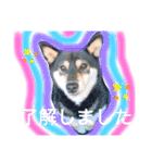かきみほの柴犬スタンプ（個別スタンプ：9）