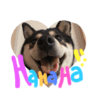 かきみほの柴犬スタンプ（個別スタンプ：10）