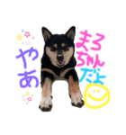 かきみほの柴犬スタンプ（個別スタンプ：11）