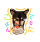かきみほの柴犬スタンプ（個別スタンプ：13）